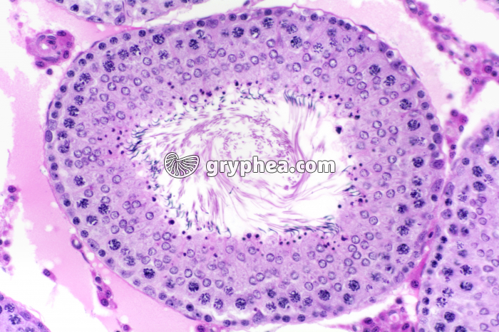 Testicule de Cobaye x100 - gryphea.com